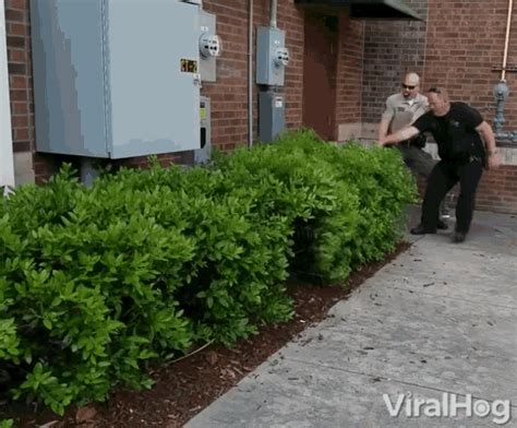 bush gif